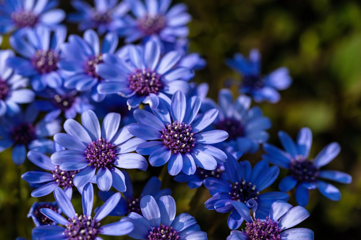bluedaisy_1200x1200.jpg?v=