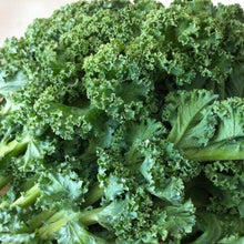 Load image into Gallery viewer, 200 Organic Blue Curled Kale Vegetable Seeds