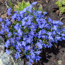 Load image into Gallery viewer, 500+ Cambridge Blue Lobelia Flower Seeds