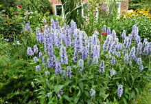 Load image into Gallery viewer, 50 Blue Moon Catmint Flower Seeds
