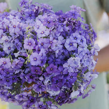 Load image into Gallery viewer, 100 Beauty Blue Annual Phlox Flower Seeds