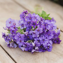 Load image into Gallery viewer, 100 Beauty Blue Annual Phlox Flower Seeds