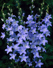 Load image into Gallery viewer, 100 Pyradmidalis Campanula Mixed Bell Flower Seeds
