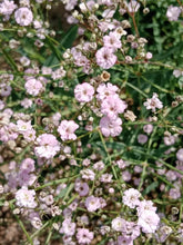Load image into Gallery viewer, 500 Blush Annual Babys Breath Flower Seeds