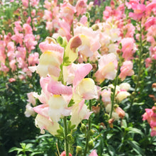 Load image into Gallery viewer, 100 Blushing Bride Hybrid Mix Snapdragon Flower Seeds