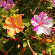 Load image into Gallery viewer, 50 Broken Four O'Clock Mixed Color Flower Seeds