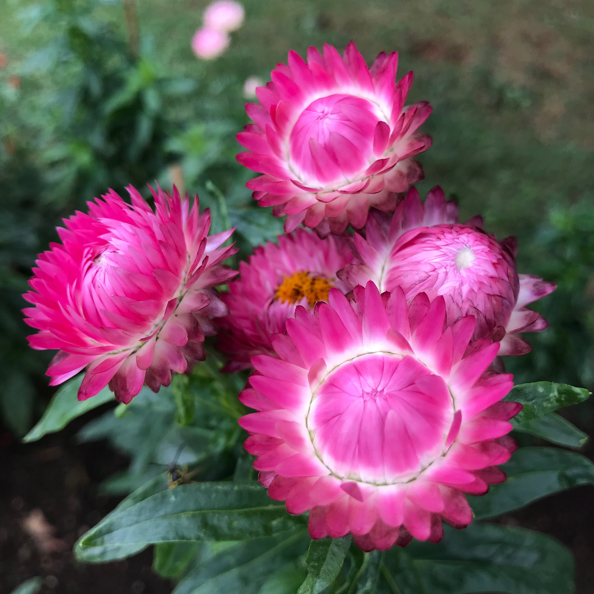 100 Bright Rose Strawflower Flower Seeds New Hill Farms