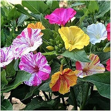 Load image into Gallery viewer, 50 Broken Four O'Clock Mixed Color Flower Seeds