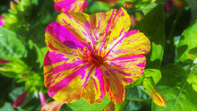 Load image into Gallery viewer, 50 Broken Four O'Clock Mixed Color Flower Seeds