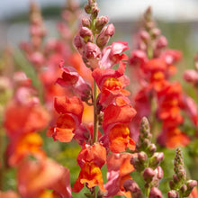 Load image into Gallery viewer, 100 Bronze Hybrid Snapdragon Flower Seeds