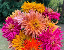Load image into Gallery viewer, 100 Burpeeana Giant Cactus Petaled Zinnia Flower Seeds