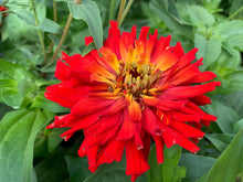 Load image into Gallery viewer, 100 Burpeeana Giant Cactus Petaled Zinnia Flower Seeds