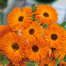 Load image into Gallery viewer, 50 Geisha Girl Orange Calendula Flower Seeds