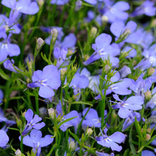 Load image into Gallery viewer, 500+ Cambridge Blue Lobelia Flower Seeds