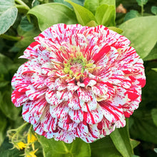Load image into Gallery viewer, 100 Candy Stripe Zinnia Flower Seeds