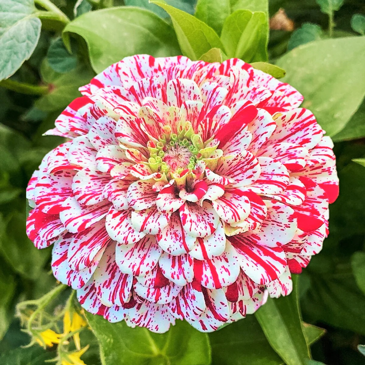 200 Candy Stripe Zinnia Flower Seeds – New Hill Farms
