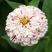 Load image into Gallery viewer, 100 Candy Stripe Zinnia Flower Seeds