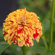 Load image into Gallery viewer, 100 Candy Stripe Zinnia Flower Seeds