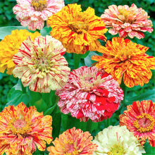 Load image into Gallery viewer, 100 Candy Stripe Zinnia Flower Seeds