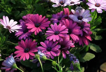 Load image into Gallery viewer, 50 Cape Daisy Mix Flower Seeds