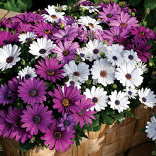 Load image into Gallery viewer, 50 Cape Daisy Mix Flower Seeds