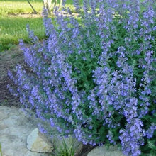 Load image into Gallery viewer, 200 Blue Catmint Flower Seeds