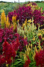 Load image into Gallery viewer, 50 Texas Plume Summer Sherbet Celosia Flower Seeds
