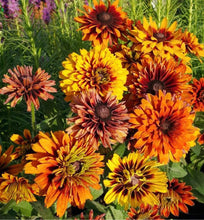 Load image into Gallery viewer, 25 Cherokee Sunset Rudbeckia Flower Seeds
