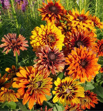 Load image into Gallery viewer, 25 Cherokee Sunset Rudbeckia Flower Seeds