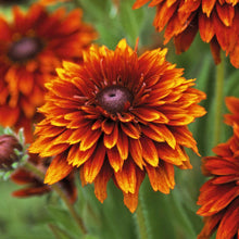 Load image into Gallery viewer, 25 Cherokee Sunset Rudbeckia Flower Seeds
