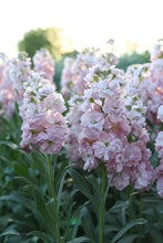 Load image into Gallery viewer, 100 Cherry Blossom Stock Flower Seeds