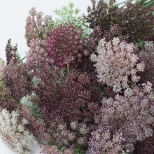 Load image into Gallery viewer, 50 Purple Kisses Queen Anne's Lace Flower Seeds