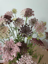 Load image into Gallery viewer, 50 Purple Kisses Queen Anne's Lace Flower Seeds