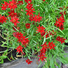 Load image into Gallery viewer, 100 Coreopsis "Amulet" Flower Seeds