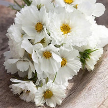 Load image into Gallery viewer, 50 Double Dutch White Cosmos Flower Seeds