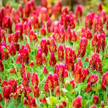 Load image into Gallery viewer, 5000 Crimson Clover Cover Crop Seeds