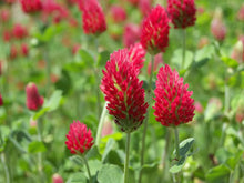 Load image into Gallery viewer, 5000 Crimson Clover Cover Crop Seeds