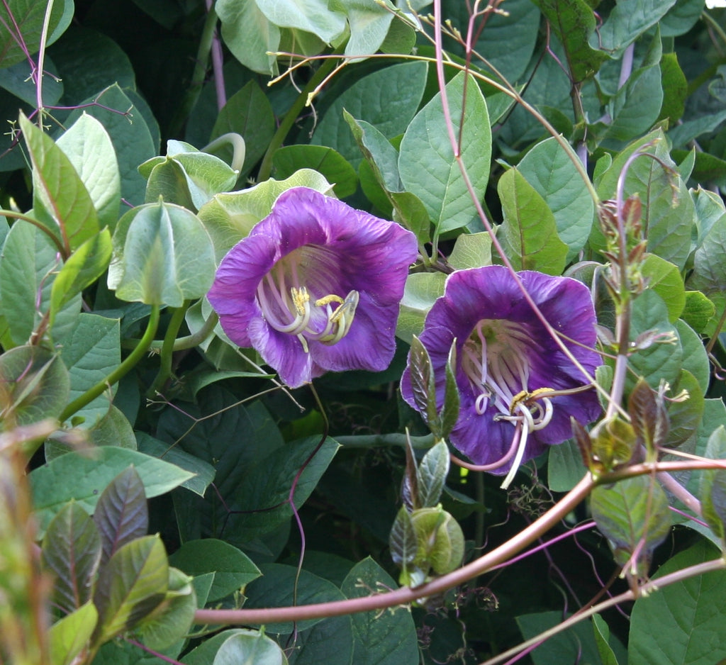 cup & saucer plant 10 Violet Cup and Saucer Vine Flower Seeds – New Hill Farms
