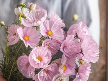 Load image into Gallery viewer, 25 Cupcakes Blush Cosmos Flower Seeds