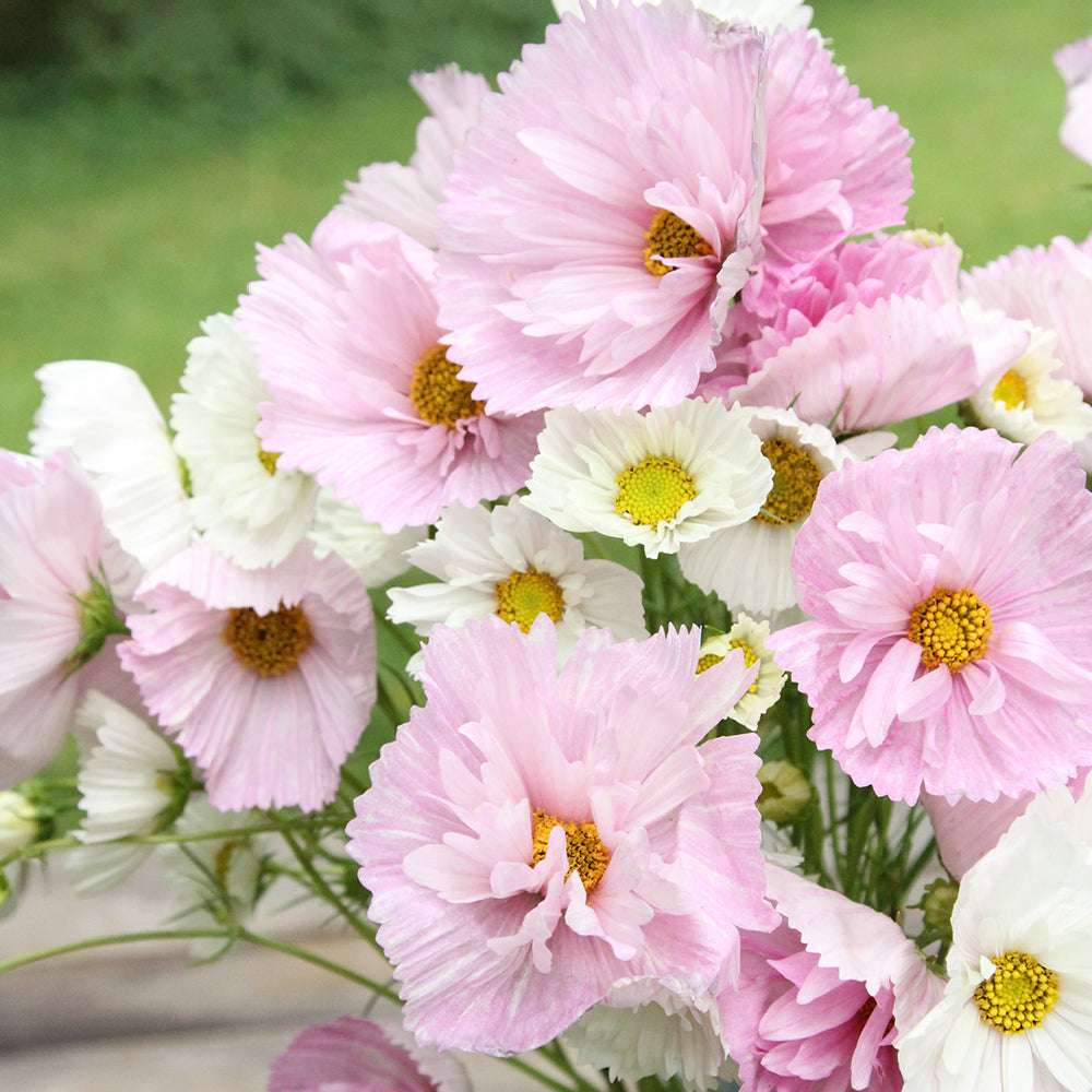 cupcake cosmos flower seeds 50 Cupcakes Mix Cosmos Flower Seeds – New Hill Farms