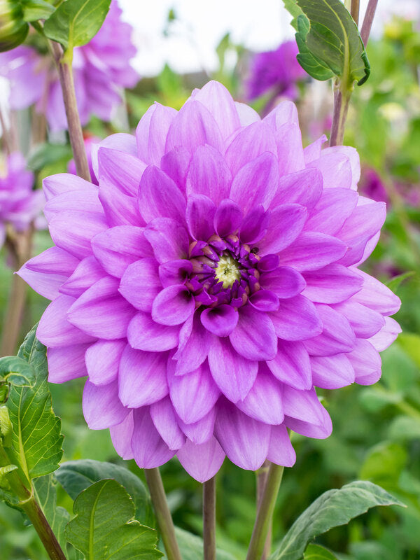 best place to buy dahlia seeds 30 Dahlia Showtime-Showpiece Flower Seeds