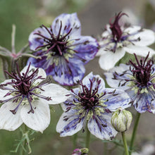 Load image into Gallery viewer, 50 Delft Blue Nigella Flower Seeds