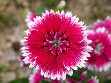 Load image into Gallery viewer, 500 Chinese Pinks Dianthus Flower Seeds