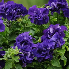 Load image into Gallery viewer, 25 Double Cascade Blue Petunia Flower Seeds