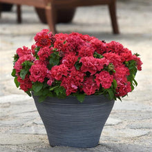 Load image into Gallery viewer, 25 Double Cascade Valentine Petunia Flower Seeds