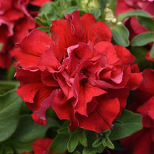 Load image into Gallery viewer, 25 Double Cascade Valentine Petunia Flower Seeds