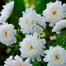 Load image into Gallery viewer, 25 Double Click Snow Puff Cosmos Flower Seeds