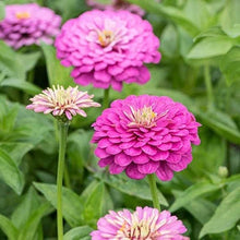 Load image into Gallery viewer, 100 Blueberry Swirl Zinnia Flower Seeds