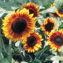 Load image into Gallery viewer, 30 Dwarf Mix Sunflower Seeds