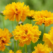 Load image into Gallery viewer, 25 Coreopsis "Early Sunrise" Flower Seeds
